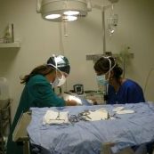 intervento chirurgico veterinario roma